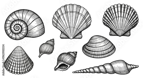Hand Drawn Seashell Collection Set