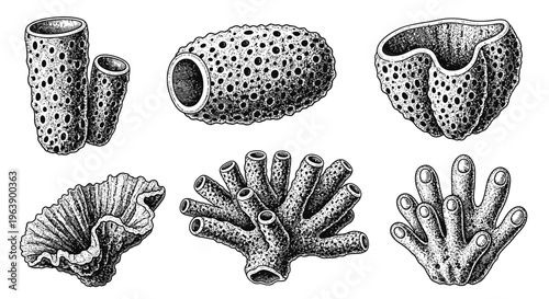 Set of Hand Drawn Sea Sponges and Corals Illustration