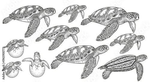 Set of Hand Drawn Sea Turtles and Hatchlings