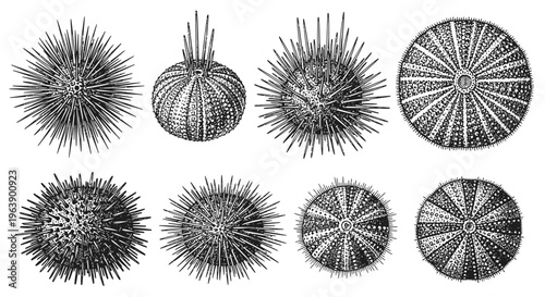 Set of Hand Drawn Sea Urchin Illustrations in Vintage Engraving Style