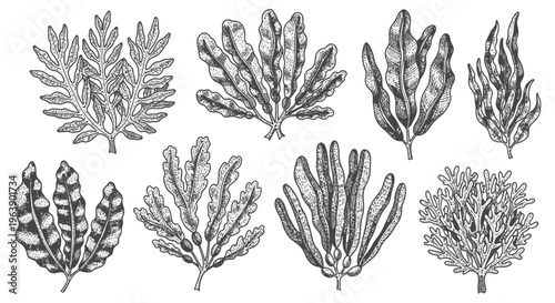 Hand Drawn Seaweed and Kelp Collection Set