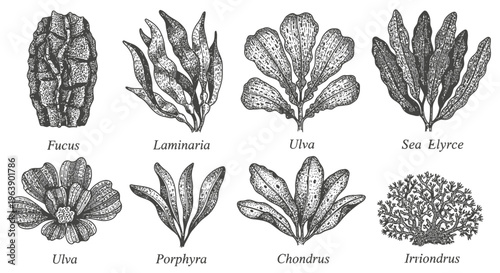 Vintage Botanical Illustration of Various Seaweed and Marine Algae Species