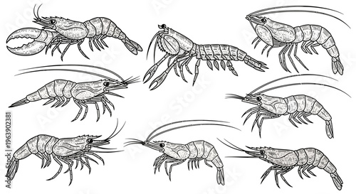 Set of Hand Drawn Shrimp and Lobster Illustrations