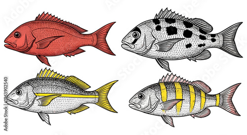 Hand Drawn Illustration Set of Four Different Tropical Fish Species