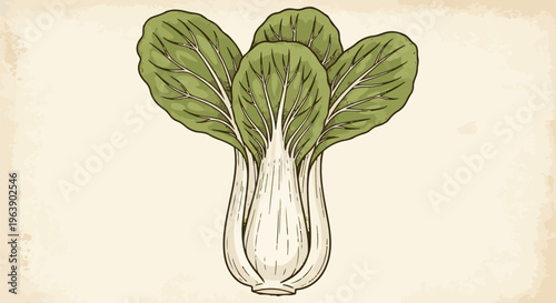 A hand-drawn illustration of fresh bok choy greens with white stems on a beige background