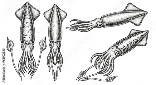 Hand Drawn Squid Illustration Set in Vintage Engraving Style