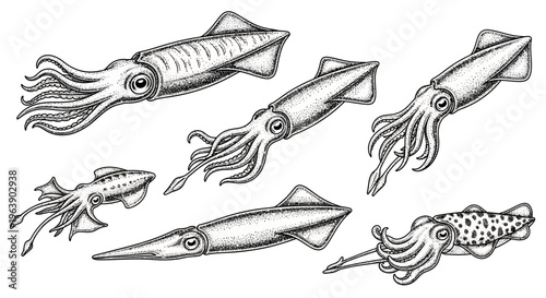 Set of Hand Drawn Squid Illustrations