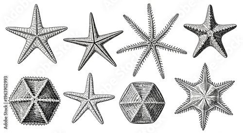Vintage Illustration Set of Various Starfish Species