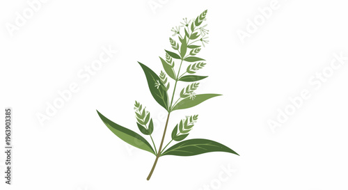 A delicate botanical illustration of a flowering plant with small white blooms