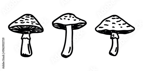 Hand drawn mushroom doodle set Botanical illustration Cute autumn mushroom Healthy eco food Organic vegetarian food For stickers, greeting card, design, print, packaging, decor, kids books