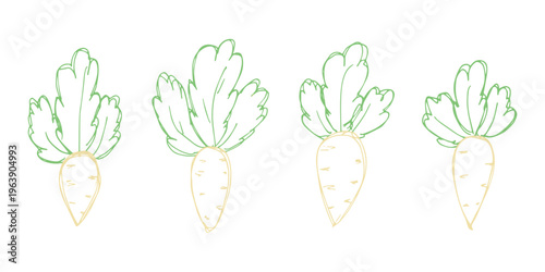 Hand drawn farm daikon radish plant with green leaves Fresh vegetable doodle set Healthy eco food Organic garden vegetarian food For design, print, packaging, decor, kids books