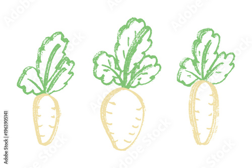 Hand drawn farm daikon radish plant with green leaves Fresh vegetable doodle set Healthy eco food Organic garden vegetarian food For design, print, packaging, decor, kids books