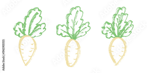Hand drawn farm daikon radish plant with green leaves Fresh vegetable doodle set Healthy eco food Organic garden vegetarian food For design, print, packaging, decor, kids books