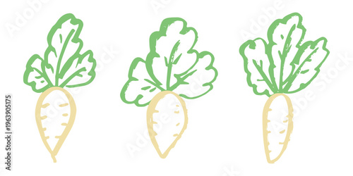Hand drawn farm daikon radish plant with green leaves Fresh vegetable doodle set Healthy eco food Organic garden vegetarian food For design, print, packaging, decor, kids books