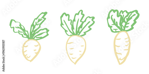 Hand drawn farm daikon radish plant with green leaves Fresh vegetable doodle set Healthy eco food Organic garden vegetarian food For design, print, packaging, decor, kids books