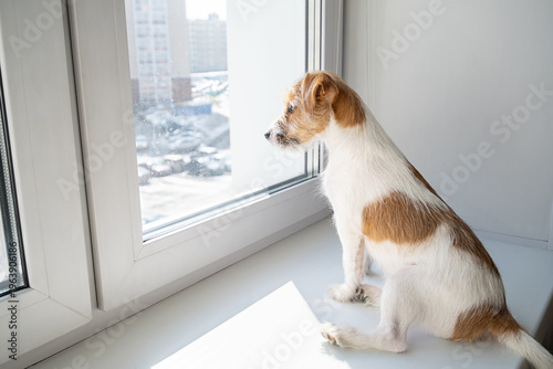 Obraz na płótnie Jack Russell Terrier dog sitting on window sill and looking through glass