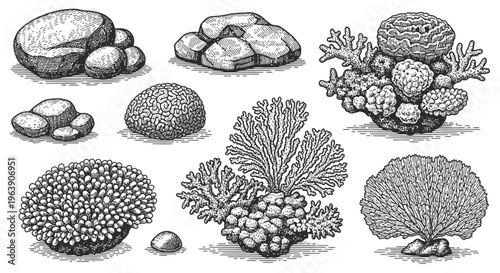 Hand Drawn Set of Underwater Corals and Stones