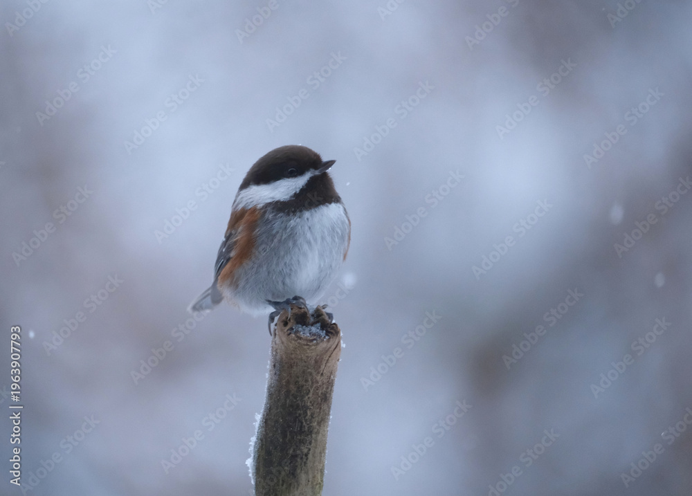 Obraz premium Cute chickadee on a stick in winter with snow