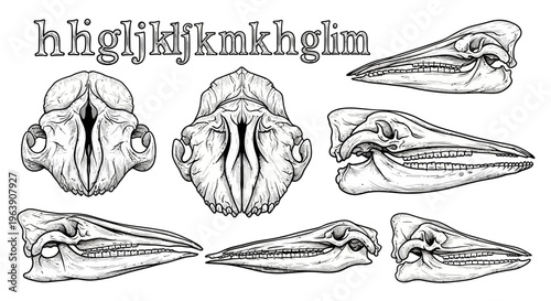 Dolphin Skull Anatomy Scientific Illustration Set