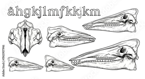 Dinosaur Skull Anatomy Illustration Set