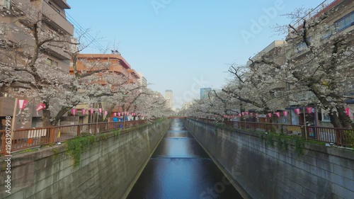 桜が咲いた目黒川の風景動画