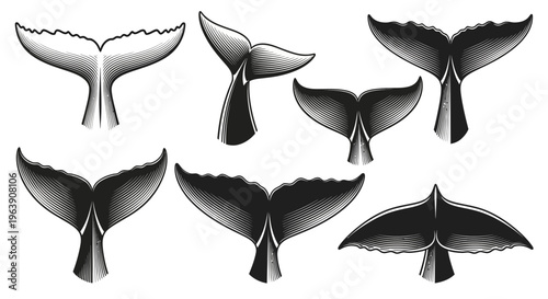 Set of Engraved Whale Tail Illustrations