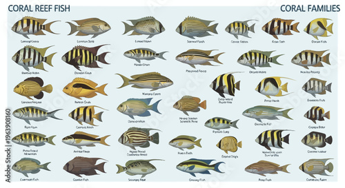 Educational Chart of Diverse Tropical Coral Reef Fish Species