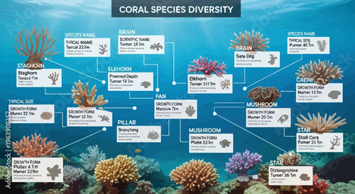 Coral Species Diversity Infographic Chart
