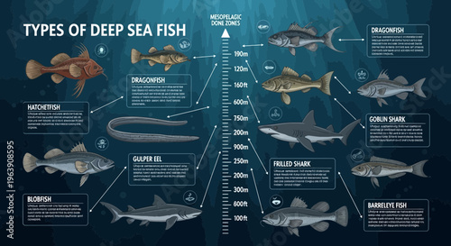Educational Infographic Chart of Deep Sea Fish Species by Depth Zones