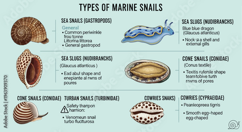 Educational Infographic Chart of Various Marine Snail Species and Sea Slugs
