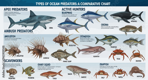 Educational Infographic Chart of Marine Ocean Predators and Scavengers