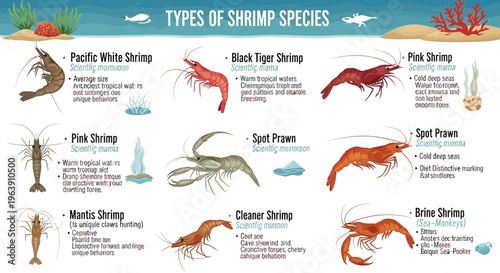 Educational Infographic Chart of Various Shrimp Species and Crustaceans