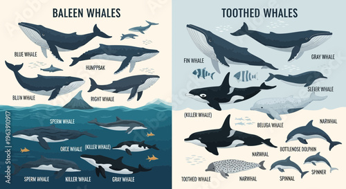 Educational Poster Comparing Baleen and Toothed Whales Species