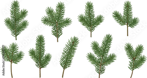 Stylized decorative evergreen branch illustration featuring fir needles, pine foliage, green leaves, botanical detail, natural forest element, creative artwork design.