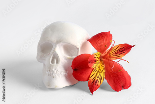 Human skull with beautiful ...