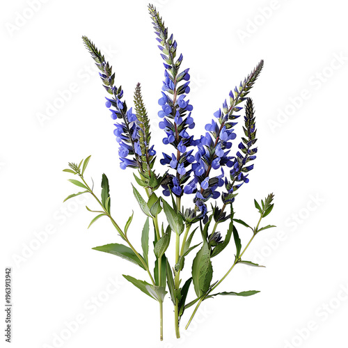 Salvia Nemorosa bouquet with green leaves on transparent background