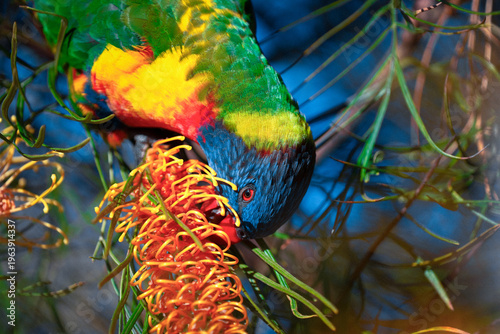 Rainbow Lorikeet