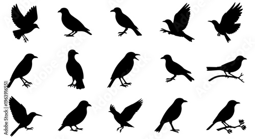 Set of Black Bird Silhouettes in Various Poses