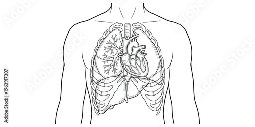 An anatomical illustration of the human chest cavity, showcasing the lungs and heart in a detailed line drawing style