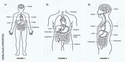 Anatomical illustrations of the human body's internal organs and systems presented in frontal and sagittal views