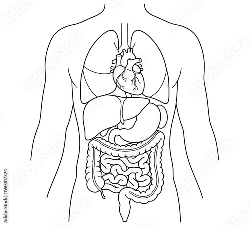 An illustration depicting the human circulatory and digestive systems, highlighting the heart, lungs, liver, stomach, and intestines