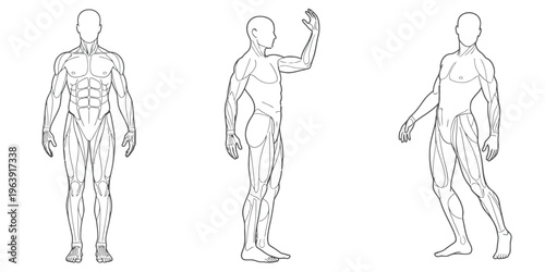 Anatomical illustrations showcasing male muscular system and poses for study and reference