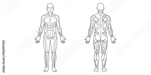 Anatomical illustration showcasing the anterior and posterior views of the human muscular system