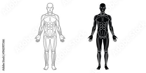 Detailed vector illustration of human body anatomy, highlighting the intricate musculoskeletal system in both outline and silhouette styles for medical and health education