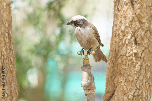 White-rumped Shrike
Eurocephalus ruppelli perched briefly on tap between two trees