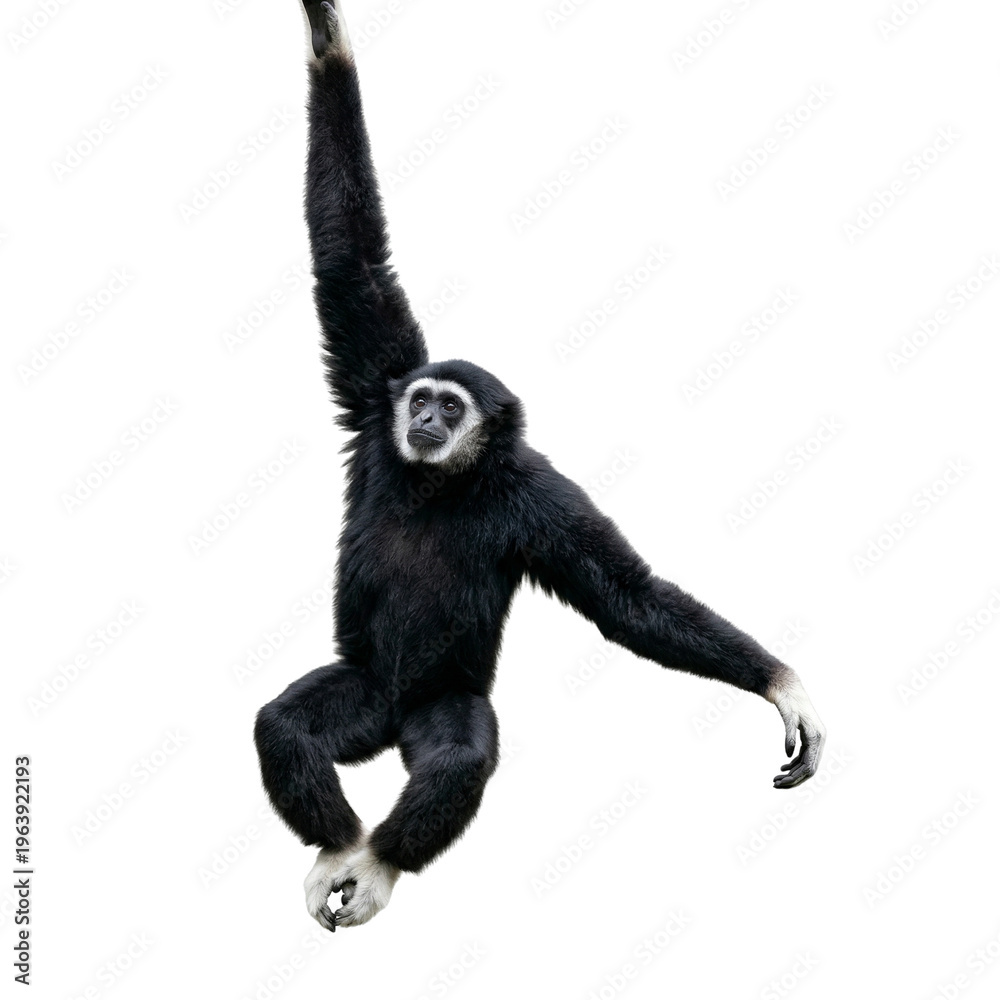 Fototapeta premium Black Gibbon Monkey Swinging on White Background