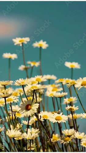 field of daisies