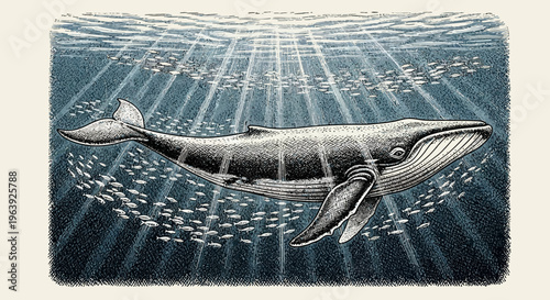 Vintage Engraving Style Illustration of a Humpback Whale Swimming in Deep Ocean Waters