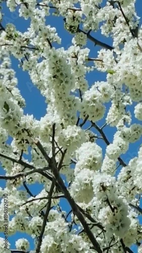 cherry blossom in spring