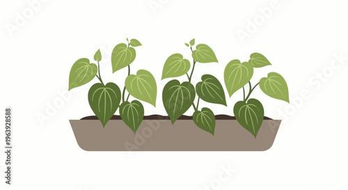 A row of small, leafy green plants in a shallow brown planter